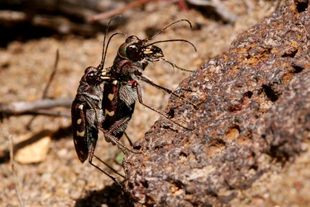 Cicindela limbalis