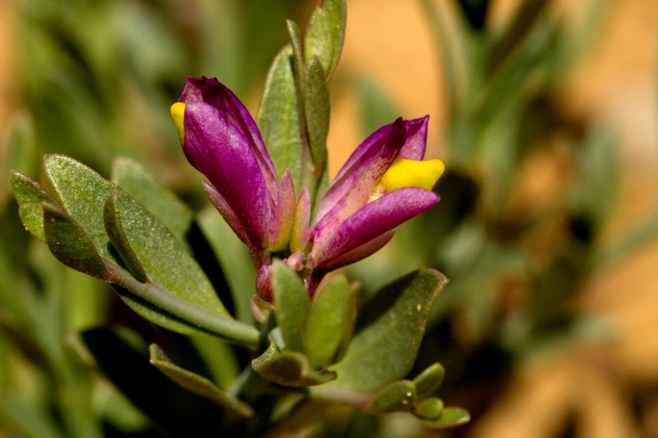 Polygala subspinosa
