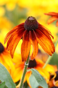 Nature flower summer