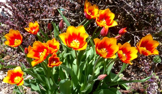 Orange and Yellow Tulips