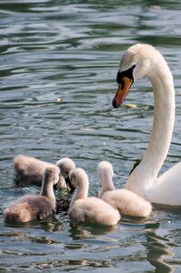 Water chicks family