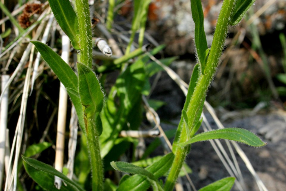 Erigeron strigosus