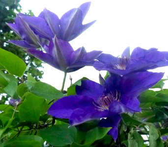 Clematis