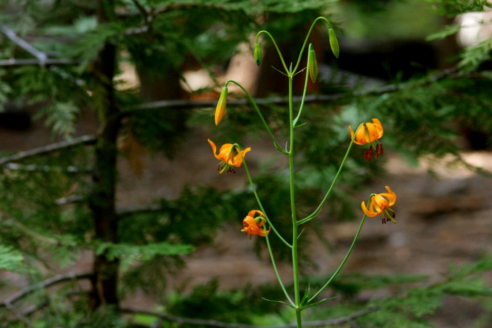Lilium kelleyanum