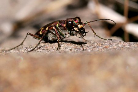 Cicindela limbalis