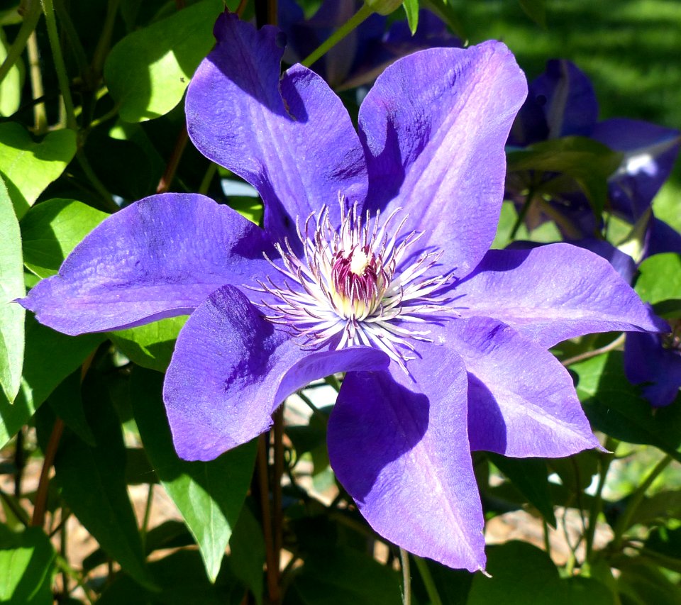 Clematis photo