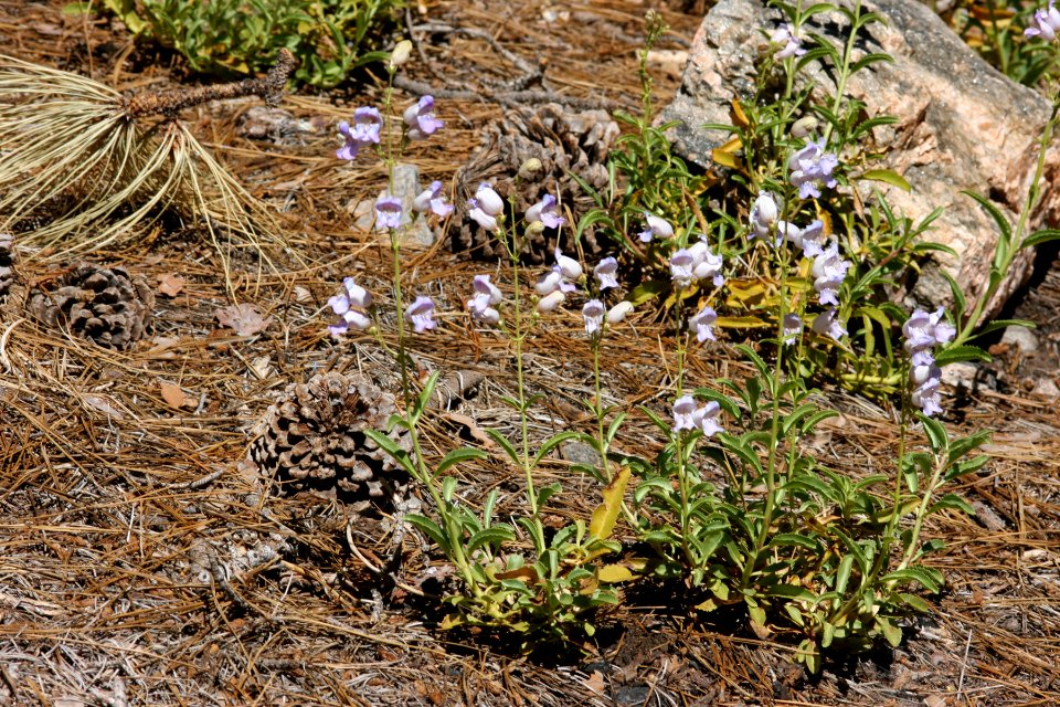 Penstemon grinnellii var. scrophularioides