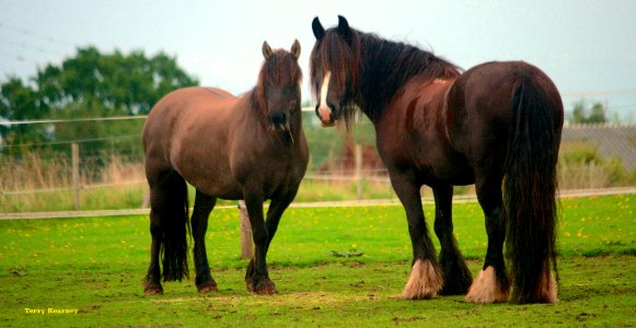 Horses of Cheshire photo