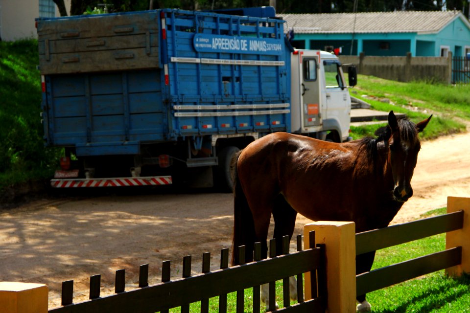 28.01.2019 - SSUI - Apreensão Cavalos Colônia Z-3 - Foto Marcel Avila