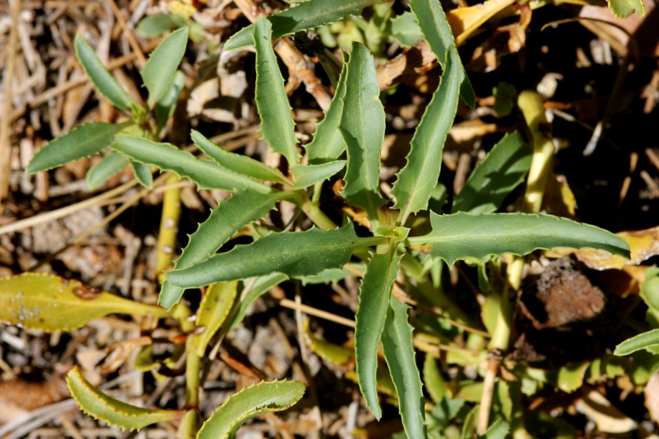 Penstemon grinnellii var. scrophularioides