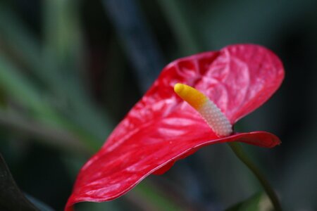 Red macro nature