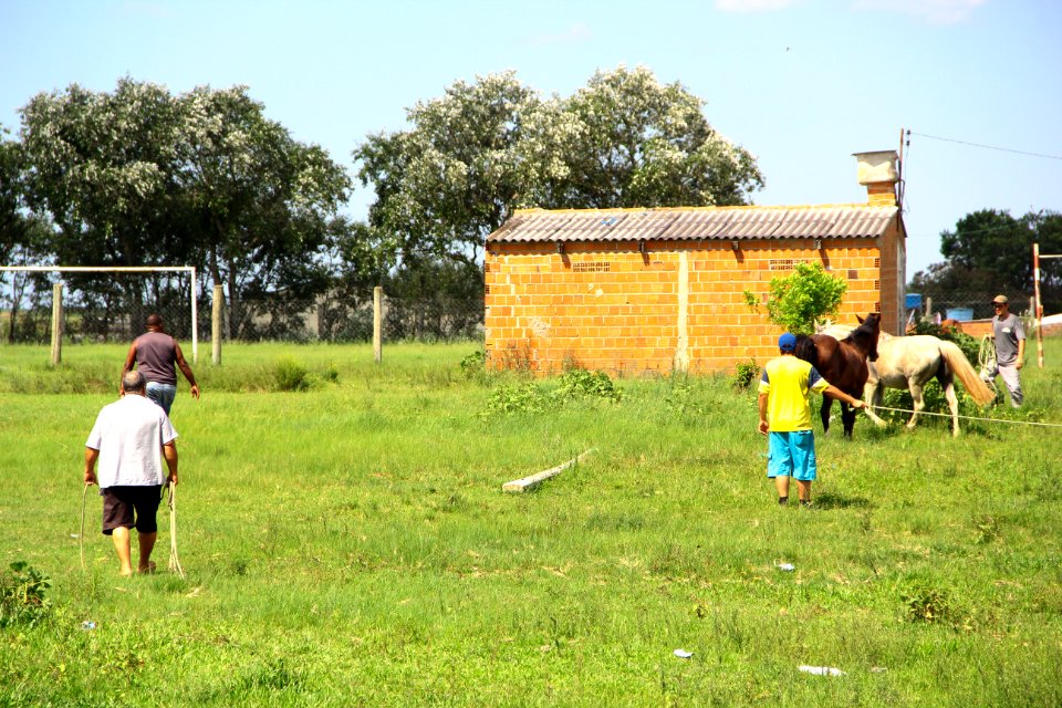 28.01.2019 - SSUI - Apreensão Cavalos Colônia Z-3 - Foto Marcel Avila