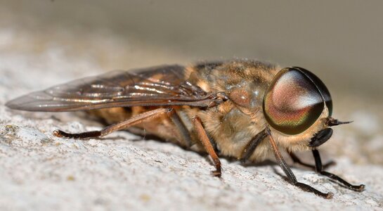Insects diptera tabanus