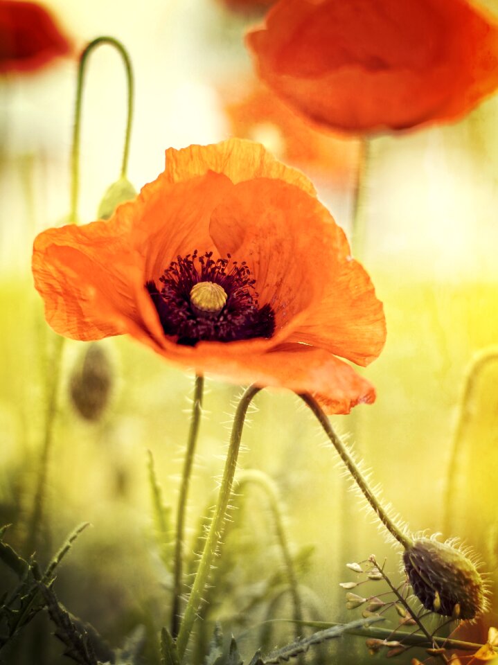 Poppy flower nature