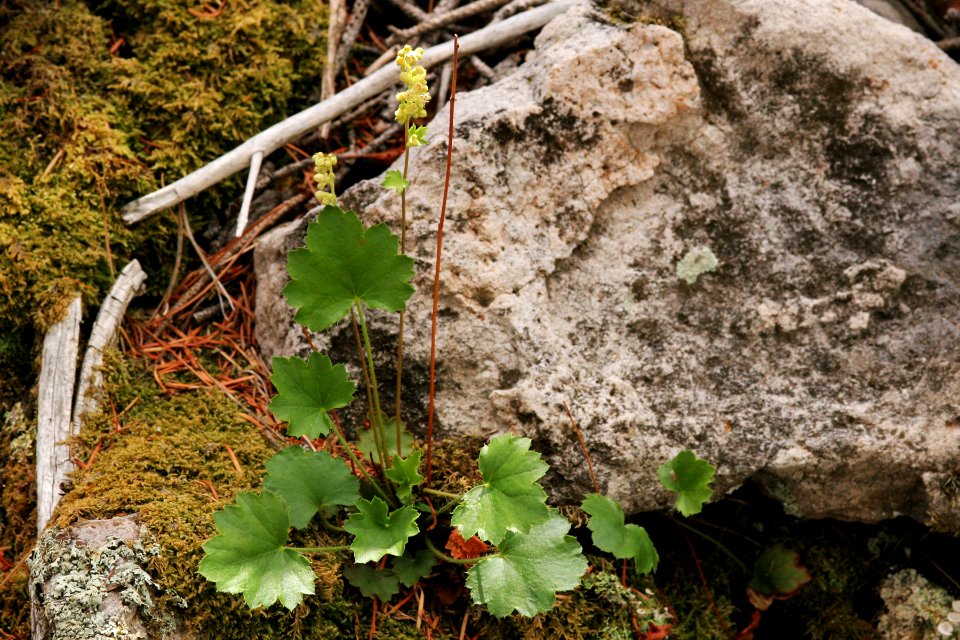 Heuchera woodsiaphila