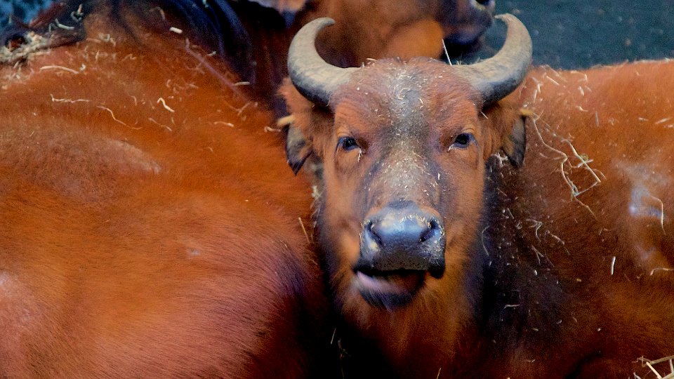 Congo Buffalow photo