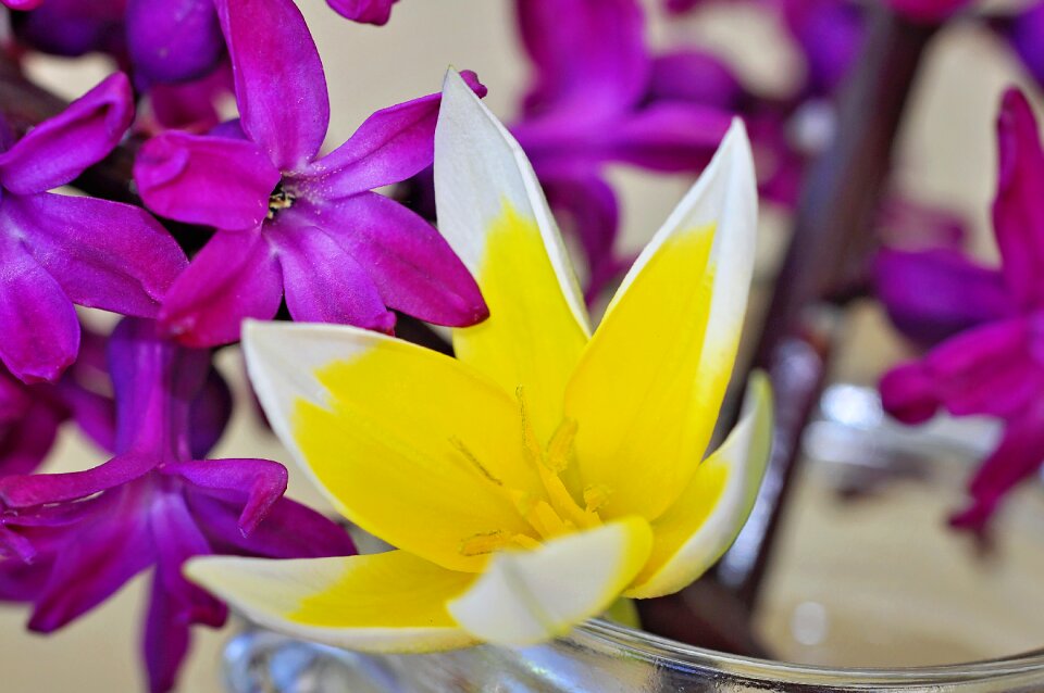 Fragrant flowers small star tulip