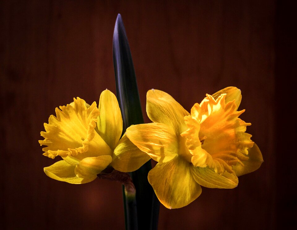 Easter flower spring flora