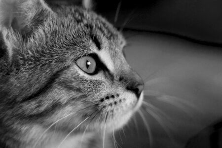 Black and white eyes animal photo