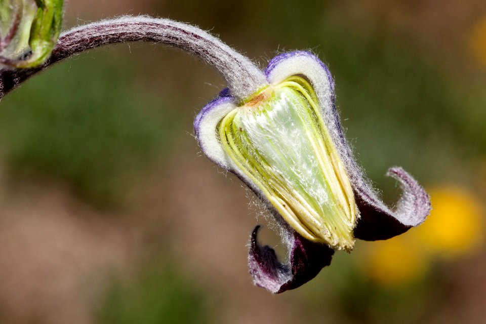 Clematis hirsutissima