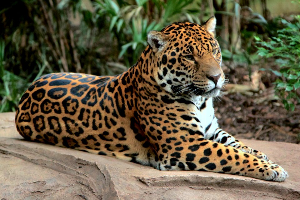 Napo at Chester Zoo