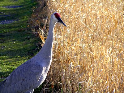Nature corn ground-dweller