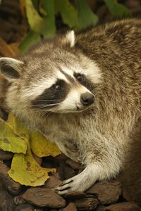 Raccoon animals zoo photo