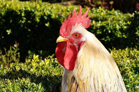 Chicken eggs farm photo