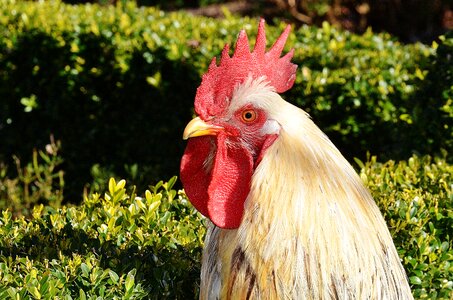 Chicken eggs farm