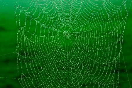 The Spider's Web photo