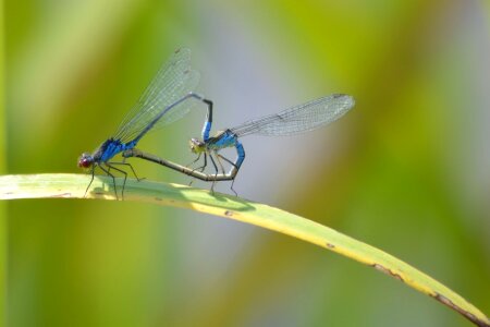 Nature dragonflies pairing