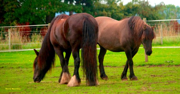 Horses of Cheshire photo