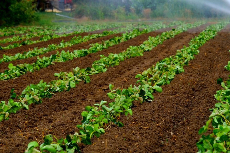 Agriculture artificial summer
