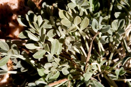 Astragalus missouriensis var. mimetes
