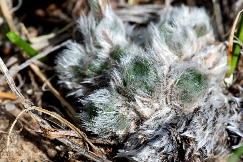 Eritrichium nanum