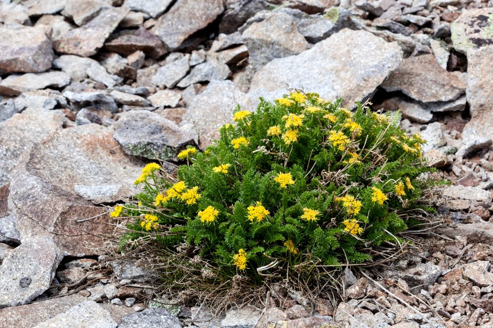 Oreoxis alpina