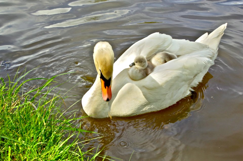 MOTHER AND BABY photo