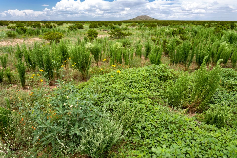 Playas Valley