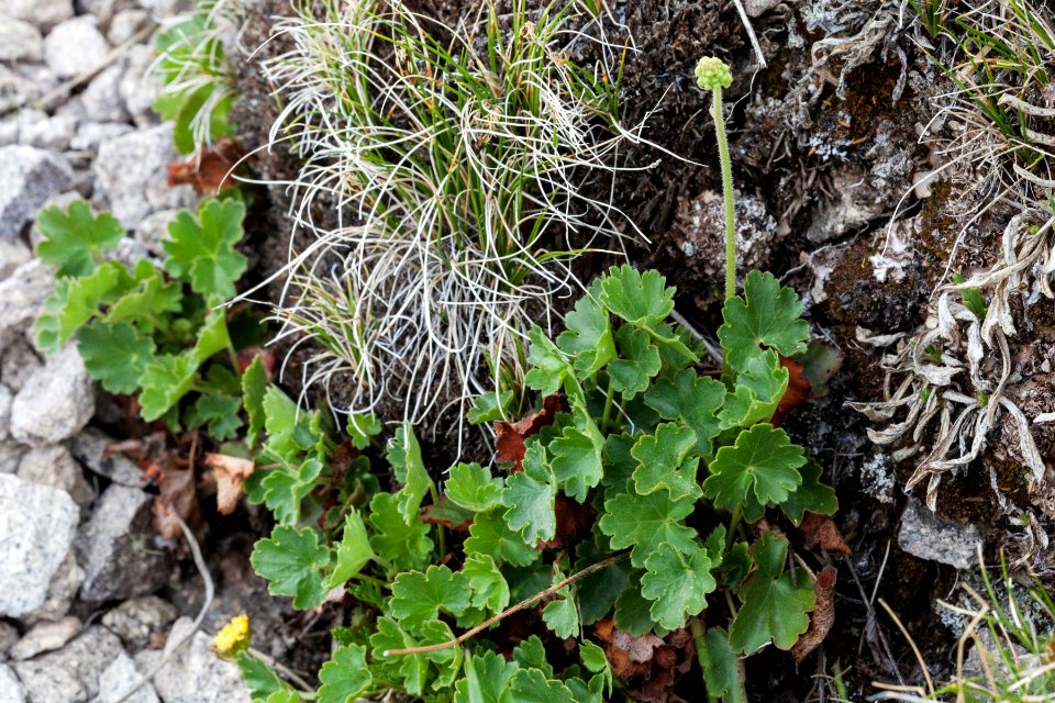 Heuchera parvifolia
