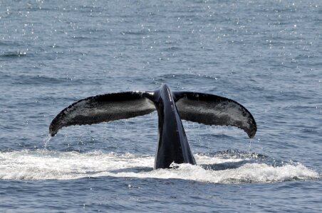 Ocean mammal marine photo