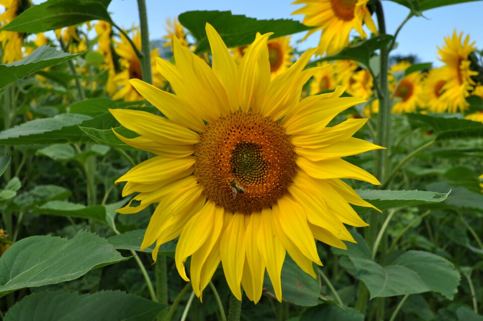 Yellow plant flower