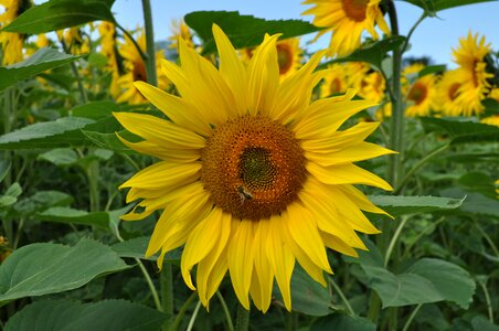 Yellow plant flower photo