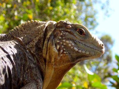 Animal nature lizard
