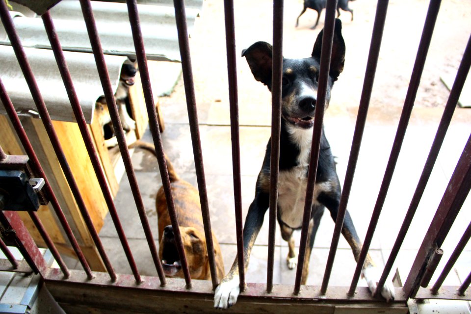 15.01.2019 - SMS - Cães para Adoção no Canil Municipal - Foto Marcel Avila