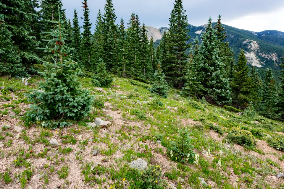 South-southeast of Santa Fe Baldy