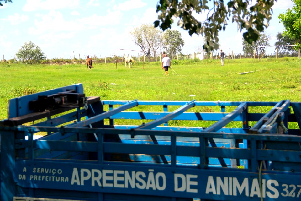 28.01.2019 - SSUI - Apreensão Cavalos Colônia Z-3 - Foto Marcel Avila