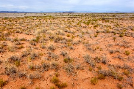 Near Burro Cienaga