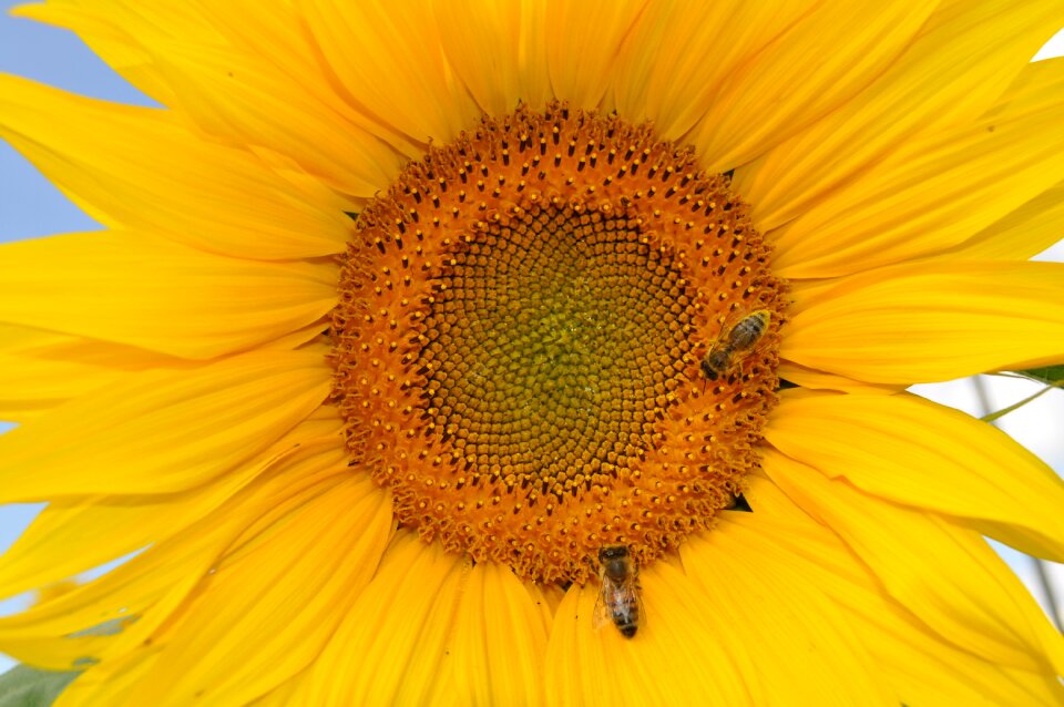Yellow plant flower