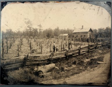Mystery whole-plate tintype - mid-western American vineyard? photo