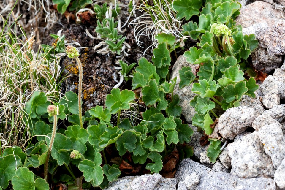 Heuchera parvifolia